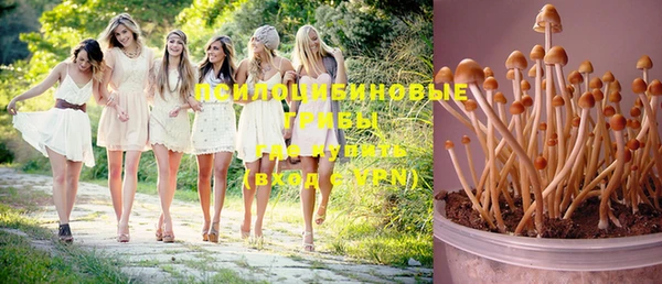 прущие грибы Верея